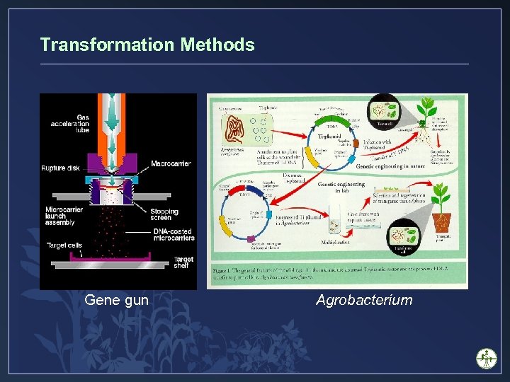 Transformation Methods Gene gun Agrobacterium 