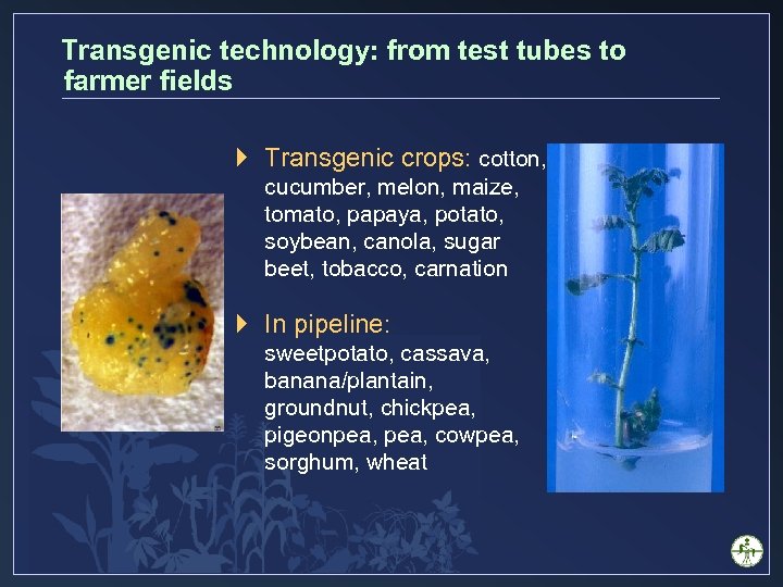 Transgenic technology: from test tubes to farmer fields } Transgenic crops: cotton, cucumber, melon,