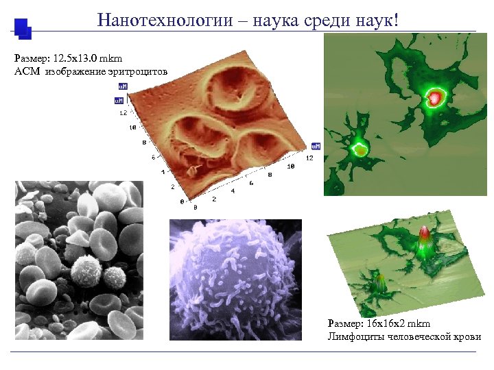 Нанотехнологии – наука среди наук! Размер: 12. 5 x 13. 0 mkm АСМ изображение