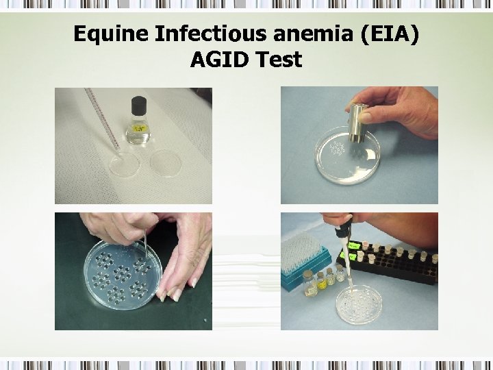 Equine Infectious anemia (EIA) AGID Test 