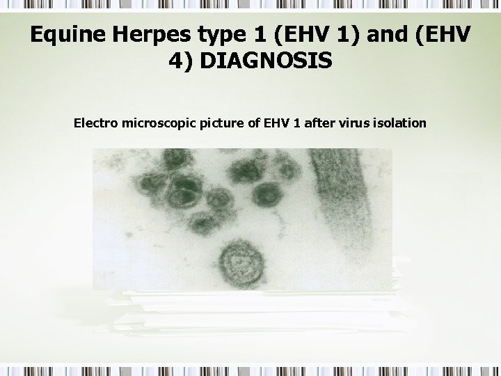 Equine Herpes type 1 (EHV 1) and (EHV 4) DIAGNOSIS Electro microscopic picture of