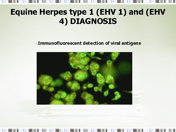 Equine Herpes type 1 (EHV 1) and (EHV 4) DIAGNOSIS n. Immunofluorescent detection of