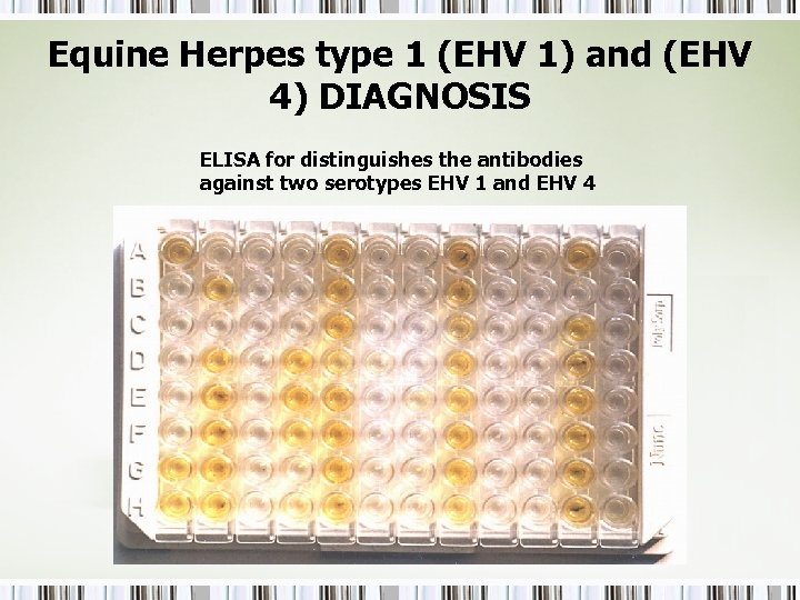 Equine Herpes type 1 (EHV 1) and (EHV 4) DIAGNOSIS ELISA for distinguishes the