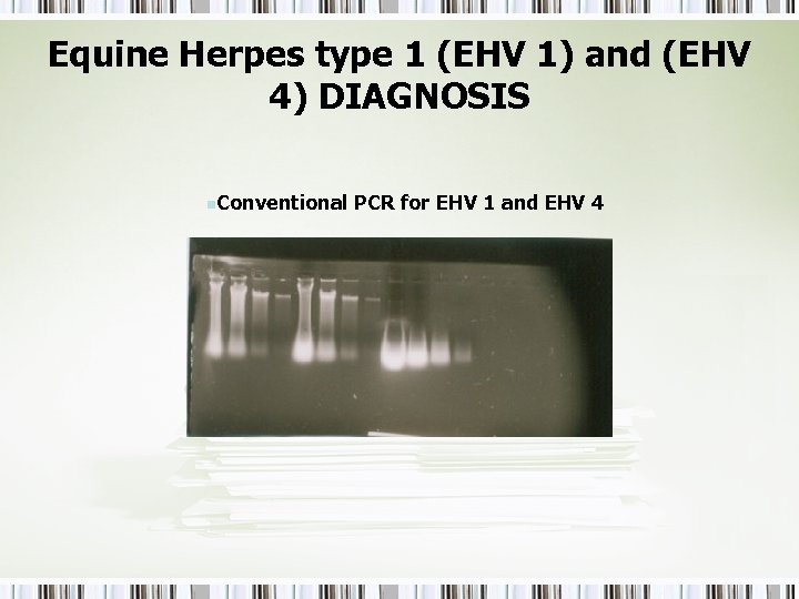 Equine Herpes type 1 (EHV 1) and (EHV 4) DIAGNOSIS n. Conventional PCR for