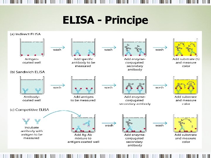 ELISA - Principe 