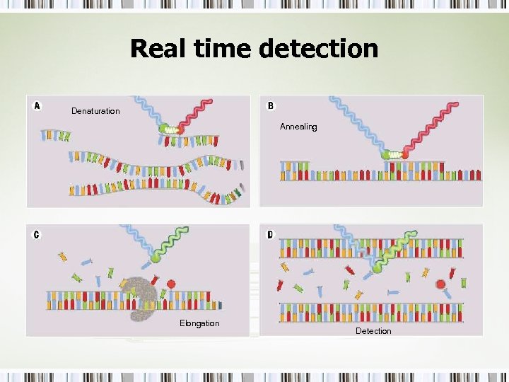 Real time detection Denaturation Annealing Elongation Detection 