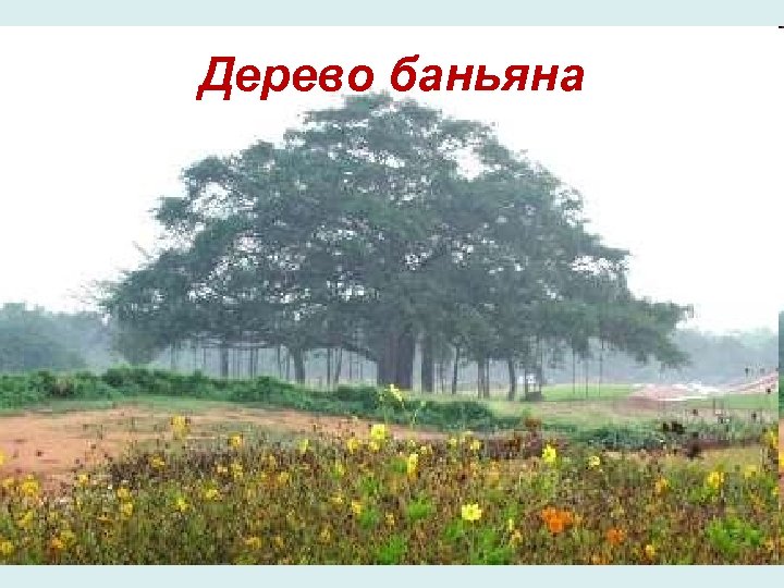 Дерево баньяна 
