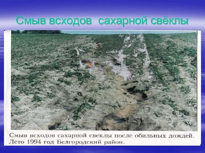 Смыв всходов сахарной свёклы 