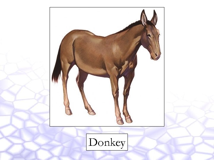 Donkey 