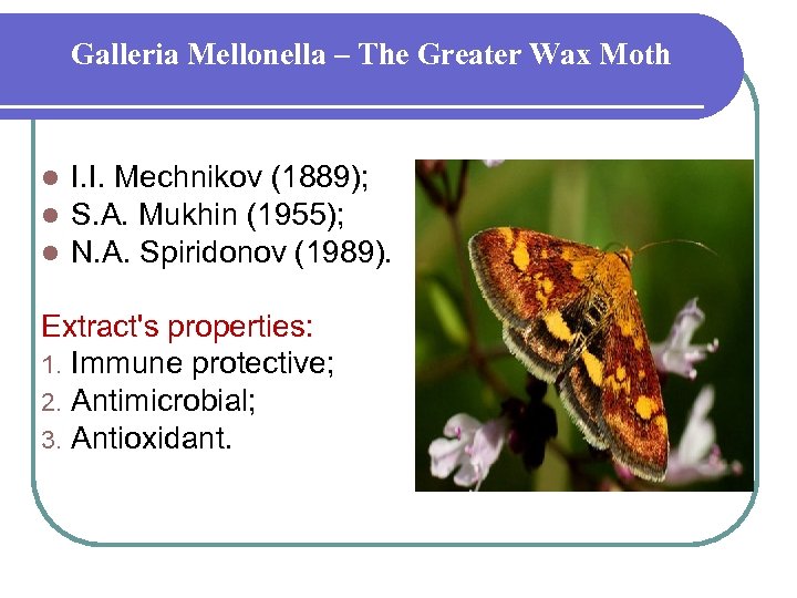 Galleria Mellonella – The Greater Wax Moth l l l I. I. Mechnikov (1889);