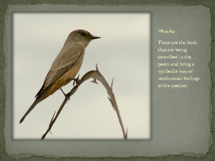 Phoebe These are the birds that are being described in the poem and bring