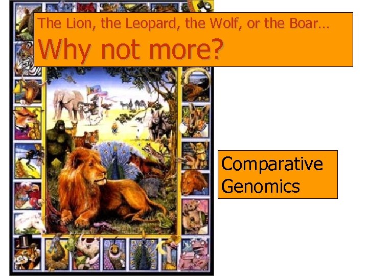 The Lion, the Leopard, the Wolf, or the Boar… Why not more? Comparative Genomics