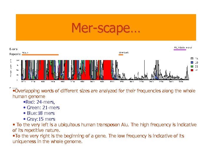 Mer-scape… • Overlapping words of different sizes are analyzed for their frequencies along the