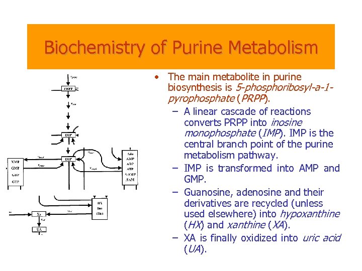 Biochemistry of Purine Metabolism • The main metabolite in purine biosynthesis is 5 -phosphoribosyl-a-1