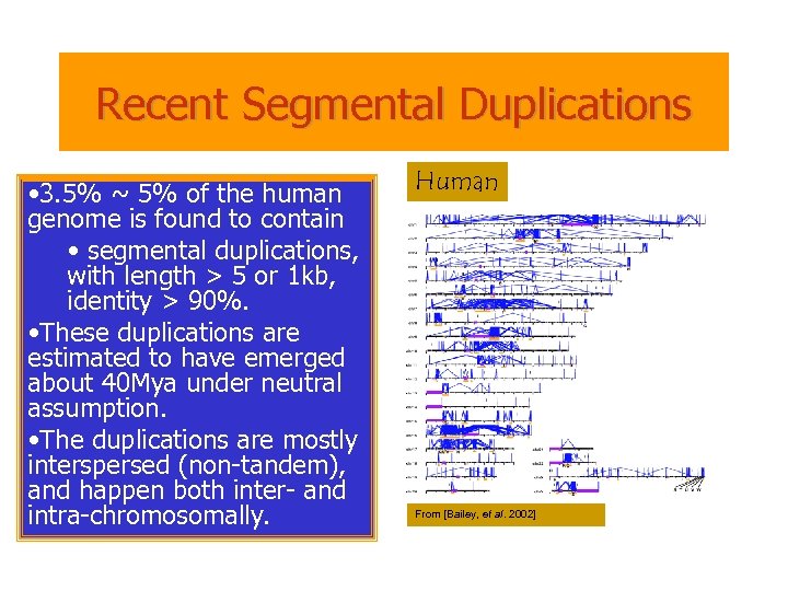 Recent Segmental Duplications • 3. 5% ~ 5% of the human genome is found
