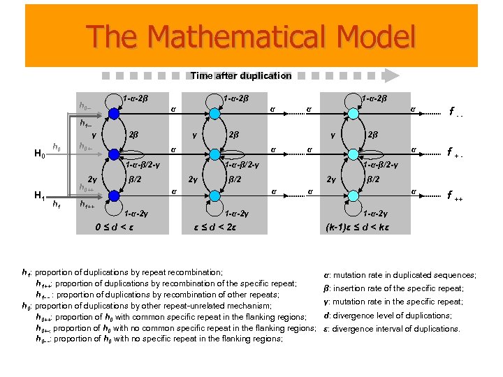 The Mathematical Model Time after duplication 1 -α-2β h 0 -- 1 -α-2β α