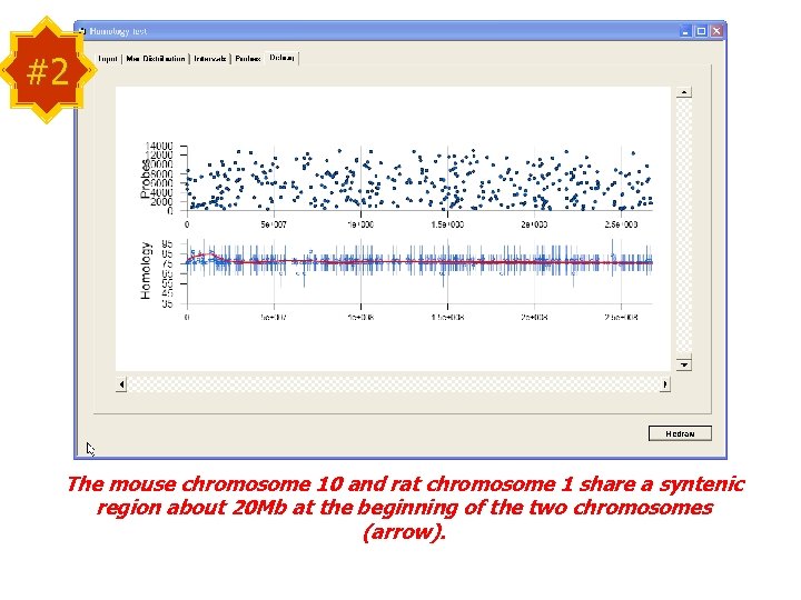#2 The mouse chromosome 10 and rat chromosome 1 share a syntenic region about