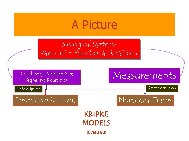 A Picture Biological System: Part-List + Functional Relations Measurements Regulatory, Metabolic & Signaling Relations