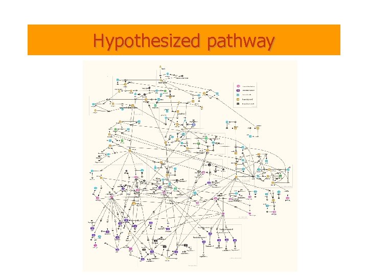Hypothesized pathway 