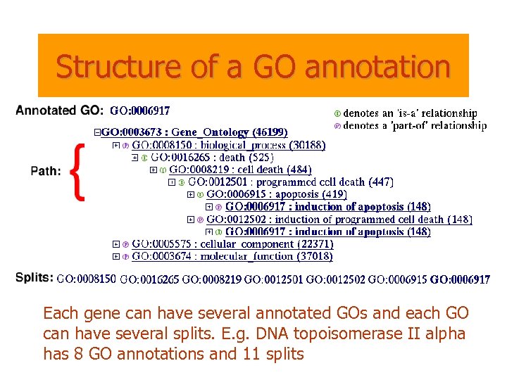 Structure of a GO annotation Each gene can have several annotated GOs and each