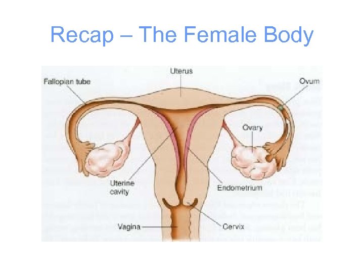 Recap – The Female Body 