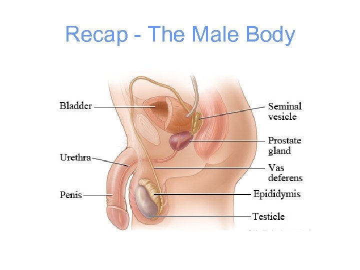 Recap - The Male Body 
