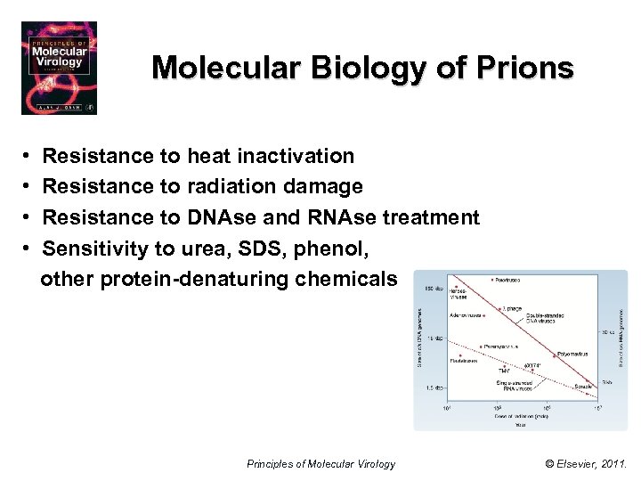 Molecular Biology of Prions • • Resistance to heat inactivation Resistance to radiation damage