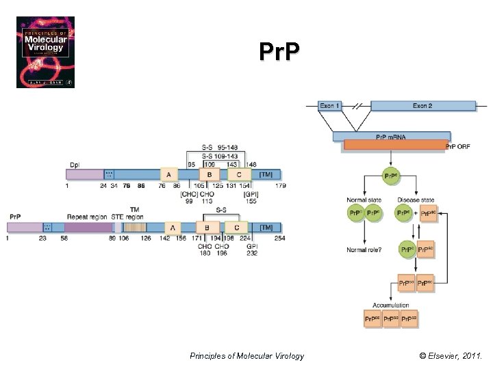 Pr. P Principles of Molecular Virology © Elsevier, 2011. 