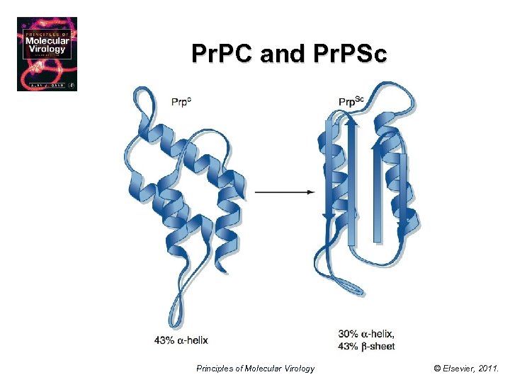 Pr. PC and Pr. PSc Principles of Molecular Virology © Elsevier, 2011. 