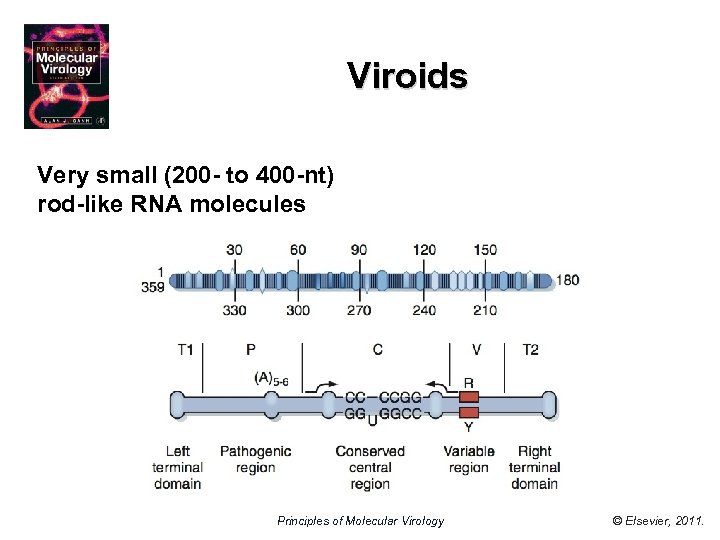 Viroids Very small (200 - to 400 -nt) rod-like RNA molecules Principles of Molecular