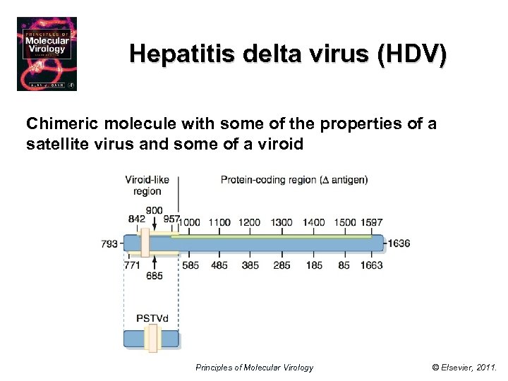 Hepatitis delta virus (HDV) Chimeric molecule with some of the properties of a satellite