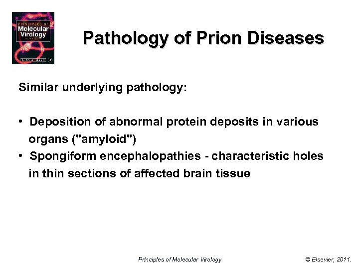Pathology of Prion Diseases Similar underlying pathology: • Deposition of abnormal protein deposits in