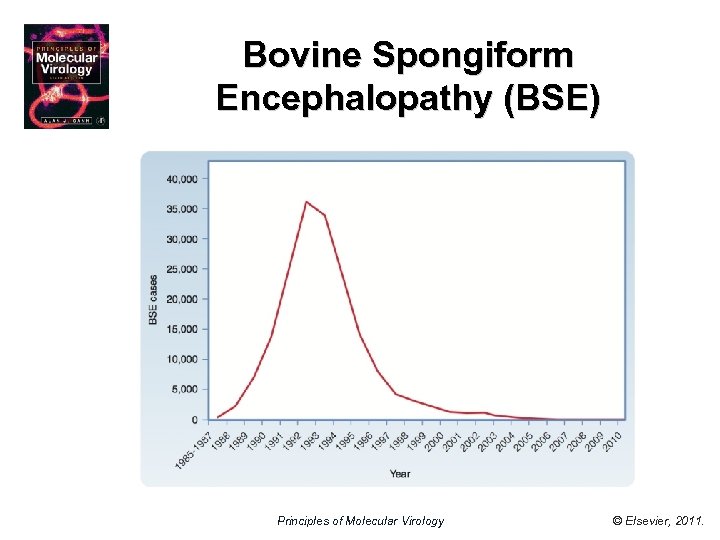 Bovine Spongiform Encephalopathy (BSE) Principles of Molecular Virology © Elsevier, 2011. 