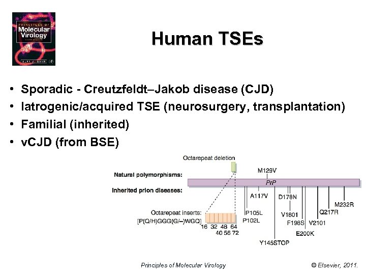 Human TSEs • • Sporadic - Creutzfeldt–Jakob disease (CJD) Iatrogenic/acquired TSE (neurosurgery, transplantation) Familial