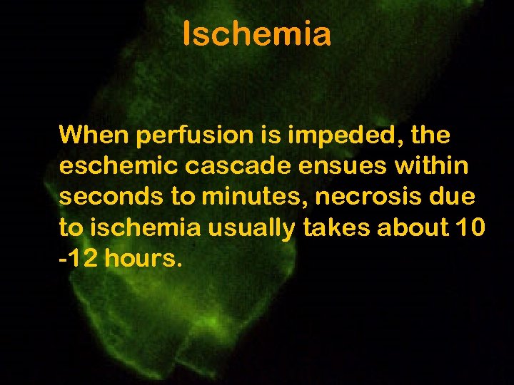 Ischemia When perfusion is impeded, the eschemic cascade ensues within seconds to minutes, necrosis