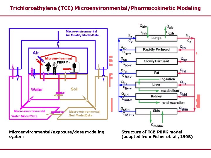 Trichloroethylene (TCE) Microenvironmental/Pharmacokinetic Modeling Microenvironmental/exposure/dose modeling system Structure of TCE-PBPK model (adapted from Fisher