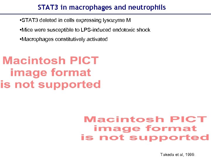 STAT 3 in macrophages and neutrophils • STAT 3 deleted in cells expressing lysozyme