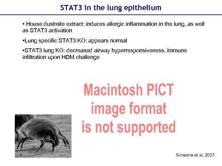 STAT 3 in the lung epithelium • House dustmite extract: induces allergic inflammation in