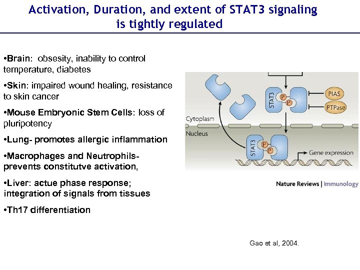 Activation, Duration, and extent of STAT 3 signaling is tightly regulated • Brain: obsesity,