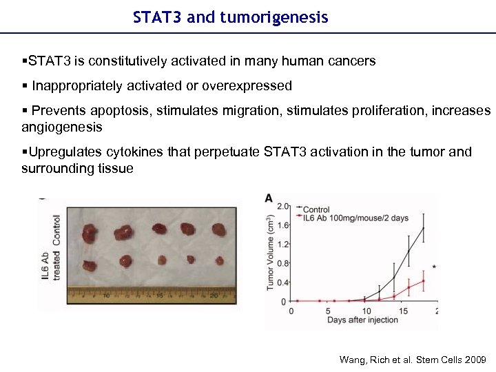 STAT 3 and tumorigenesis §STAT 3 is constitutively activated in many human cancers §
