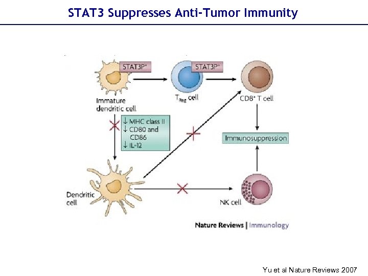 STAT 3 Suppresses Anti-Tumor Immunity Yu et al Nature Reviews 2007 