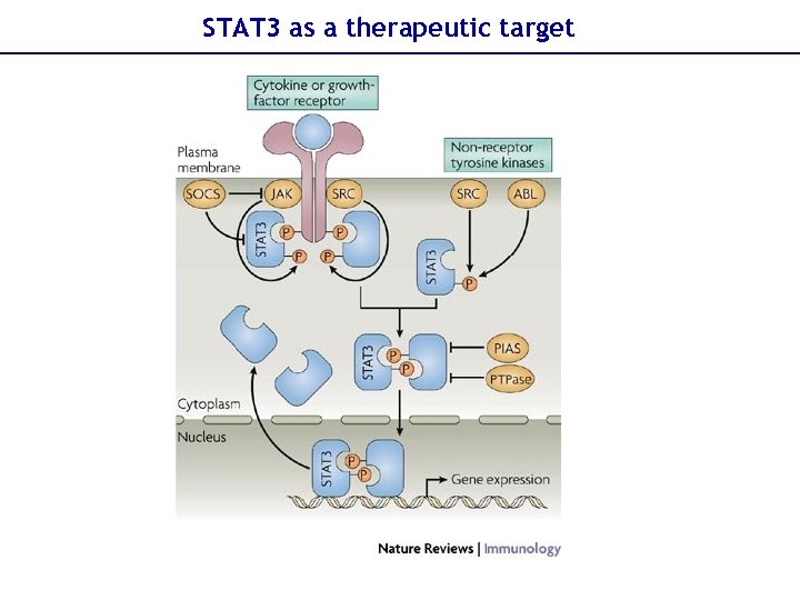 STAT 3 as a therapeutic target 