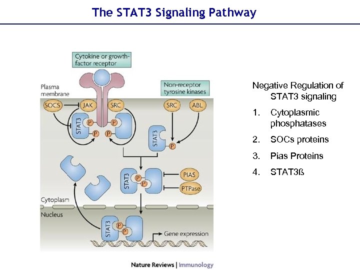 The STAT 3 Signaling Pathway Negative Regulation of STAT 3 signaling 1. Cytoplasmic phosphatases