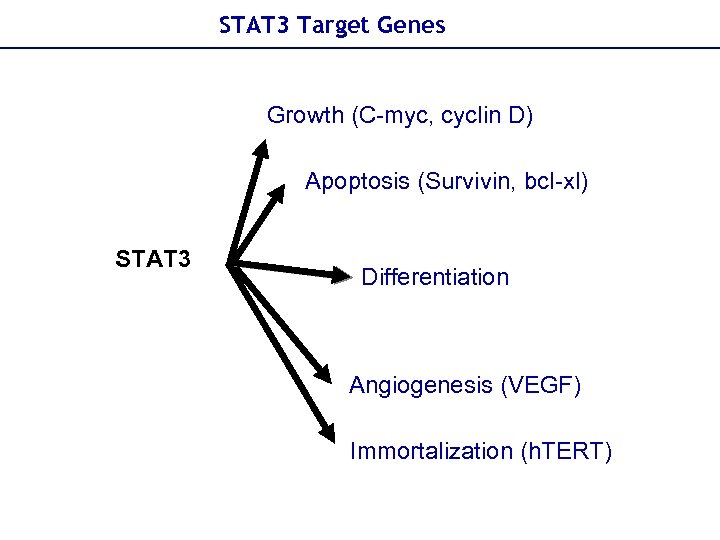 STAT 3 Target Genes Growth (C-myc, cyclin D) Apoptosis (Survivin, bcl-xl) STAT 3 Differentiation
