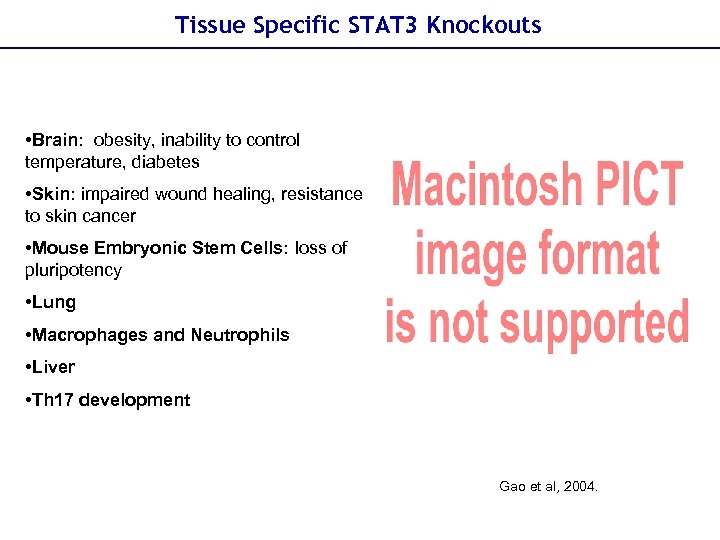 Tissue Specific STAT 3 Knockouts • Brain: obesity, inability to control temperature, diabetes •
