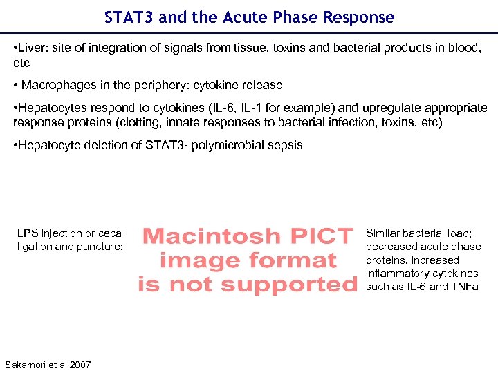 STAT 3 and the Acute Phase Response • Liver: site of integration of signals