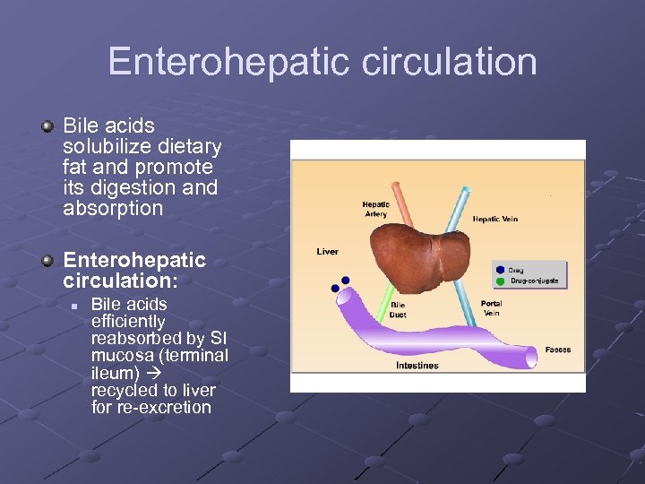 Enterohepatic circulation Bile acids solubilize dietary fat and promote its digestion and absorption Enterohepatic
