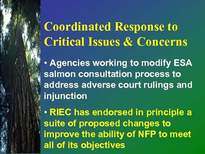 Coordinated Response to Critical Issues & Concerns • Agencies working to modify ESA salmon