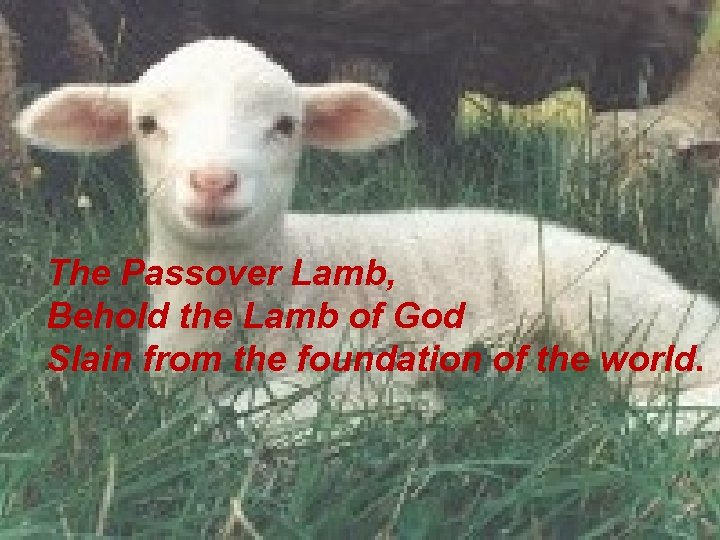The Passover Lamb, Behold the Lamb of God Slain from the foundation of the