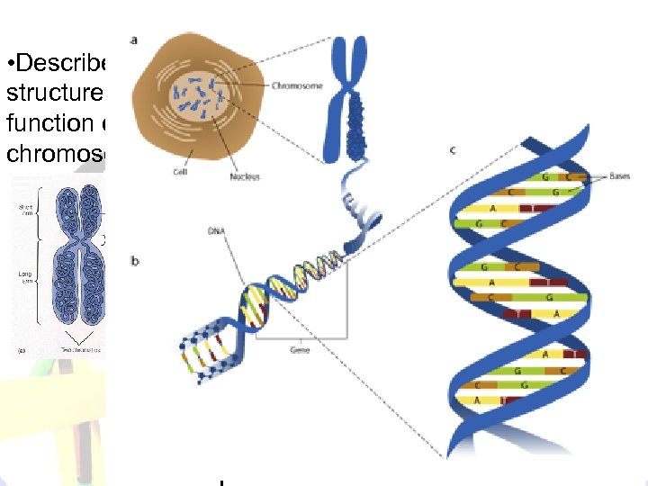 Chromosomes • Describe the structure and function of chromosomes… • Chromosomes are like Google…TONS